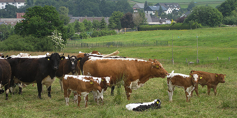 Eine Gruppe von Kühen und Kälbern auf einer Wiese, im Hintergrund eine ländliche Landschaft mit Häusern und Bäumen.