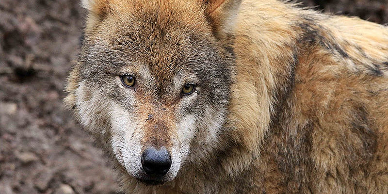 Ein grauer Wolf mit markanten Gesichtszügen und einem dichten, braun-beigen Fell steht vor einem unscharfen Hintergrund.