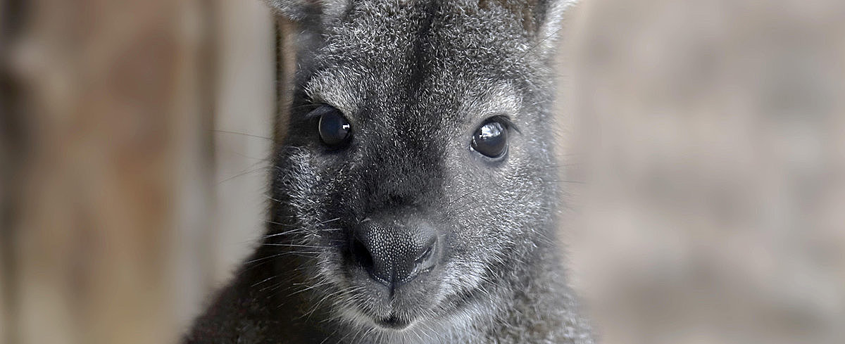 Ein junges graues Kangaroo mit großen Augen und spitzen Ohren, leicht neugierig blickend in die Kamera.