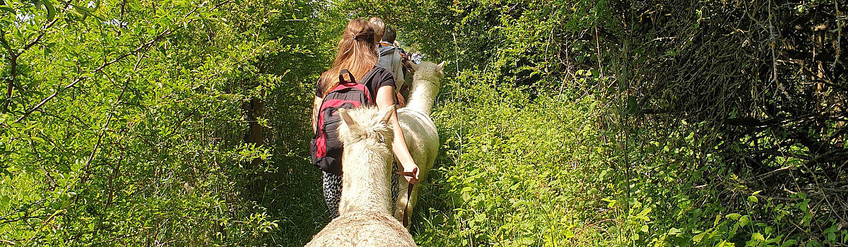 Eine wandernde Gruppe führt Lamas auf einem schmalen, grünen Pfad. Umgeben von dichter Vegetation.