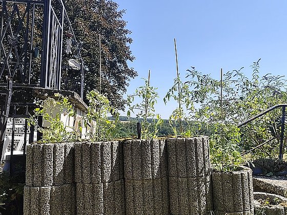 Hohe, grüne Tomato-Planzen wachsen in einem Blockbeet vor einer Treppe mit Geländer, unter blauem Himmel.