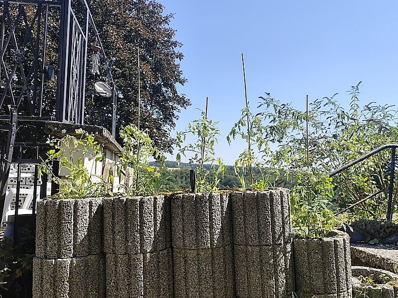 Hohe, grüne Tomato-Planzen wachsen in einem Blockbeet vor einer Treppe mit Geländer, unter blauem Himmel.