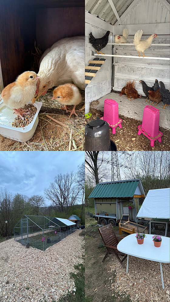 Vier Bilder von Küken, Hühnern und einem Freigelände mit einem Hühnerstall und Gartenmöbeln im Freien.