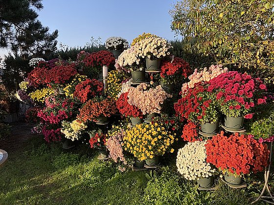 Bunte Blumenarrangements in Töpfen auf einer grünen Wiese, umgeben von Bäumen und klarem Himmel.