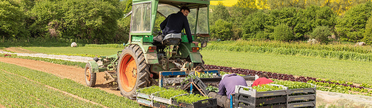 Ein Traktor auf einem Feld, Arbeiter laden Pflanzen in Kisten, grüne Landschaft im Hintergrund.