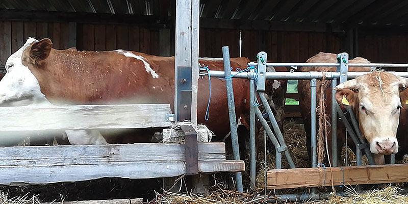 Zwei braune Kühe in einem Stall, teilweise verdeckt durch Holzzäune und Stroh, mit einem überdachten Dach.