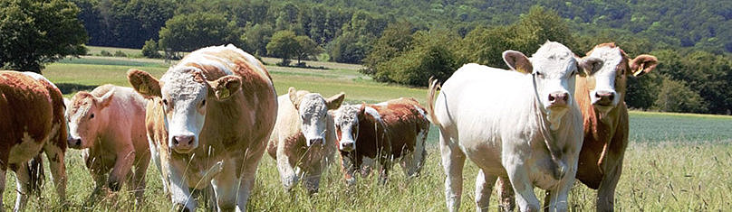 Gruppe von Kühen auf einer Weide mit grünen Wiesen und Bäumen im Hintergrund.