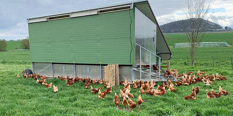 Hühner laufen um ein grünes Hühnerhaus auf einer Wiese unter bewölkem Himmel.