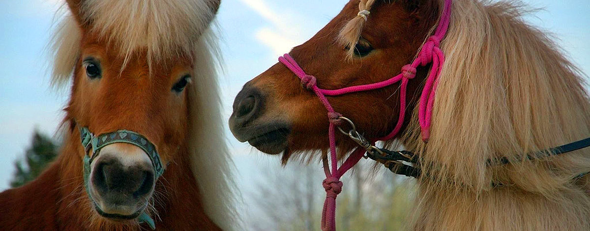 Zwei Ponys mit weichem Fell, eines mit einer geflochtenen Mähne und einem pinken Halfter, in sanftem Licht.