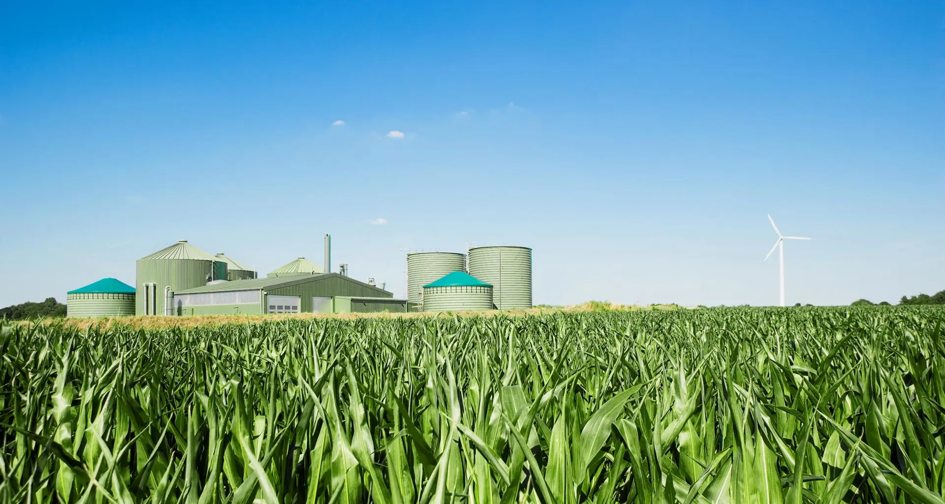 Grünes Maisfeld mit Biogasanlage und Windrad unter blauem Himmel.