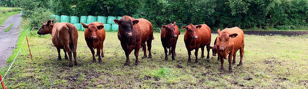 Sechs braune Kühe stehen auf einer Wiese, umgeben von Bäumen und Heuballen im Hintergrund.