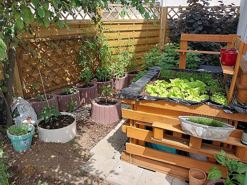 Ein Garten mit Hochbeet, verschiedenen Pflanzen, darunter Salat, und einer Holzverkleidung im Hintergrund.