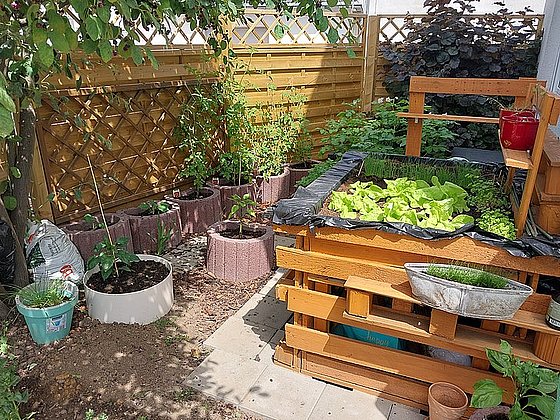 Ein Garten mit Hochbeet, verschiedenen Pflanzen, darunter Salat, und einer Holzverkleidung im Hintergrund.