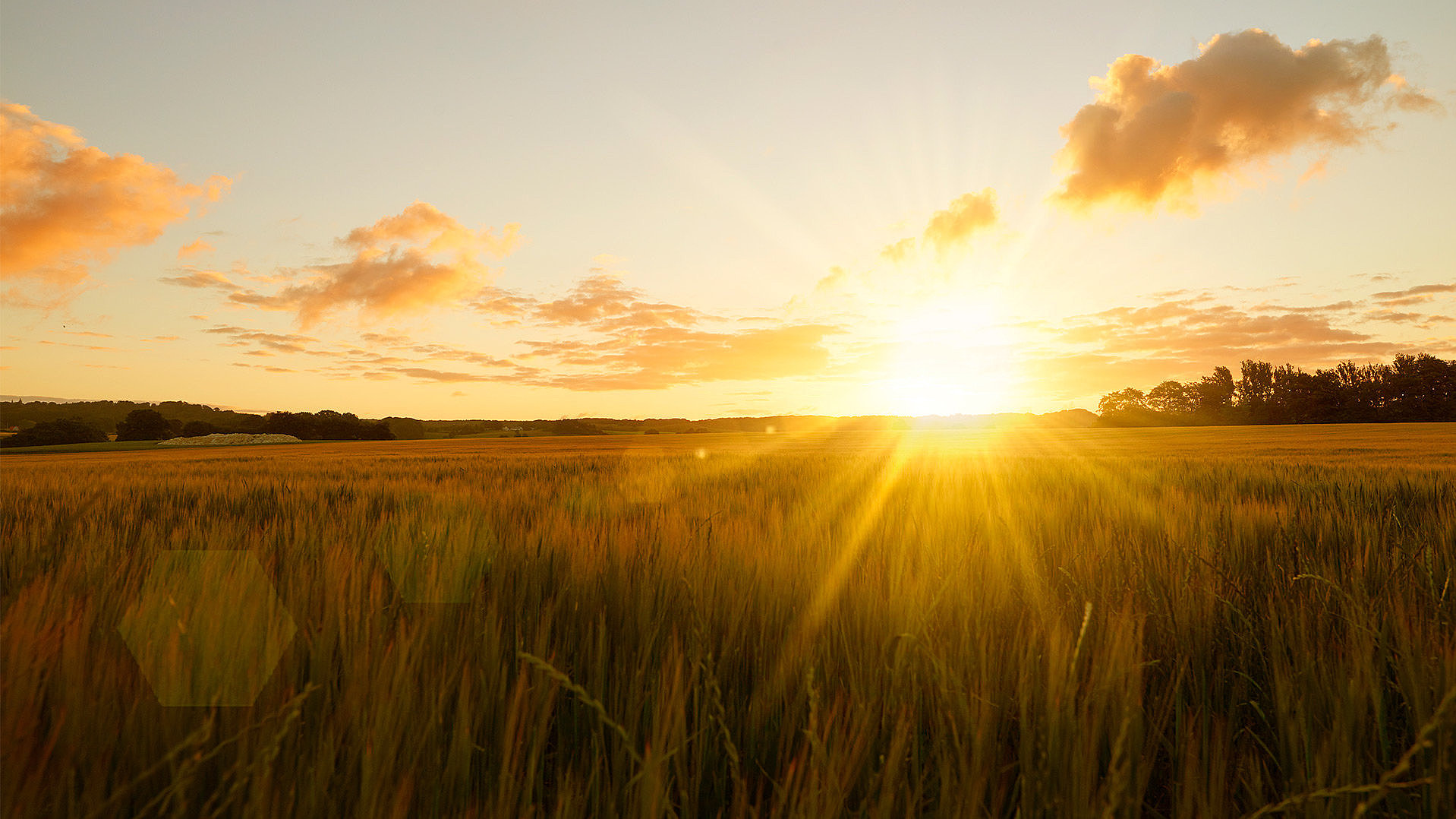 Sonnenaufgang über einem goldenen Weizenfeld, umgeben von sanften Hügeln und einem klaren Himmel.