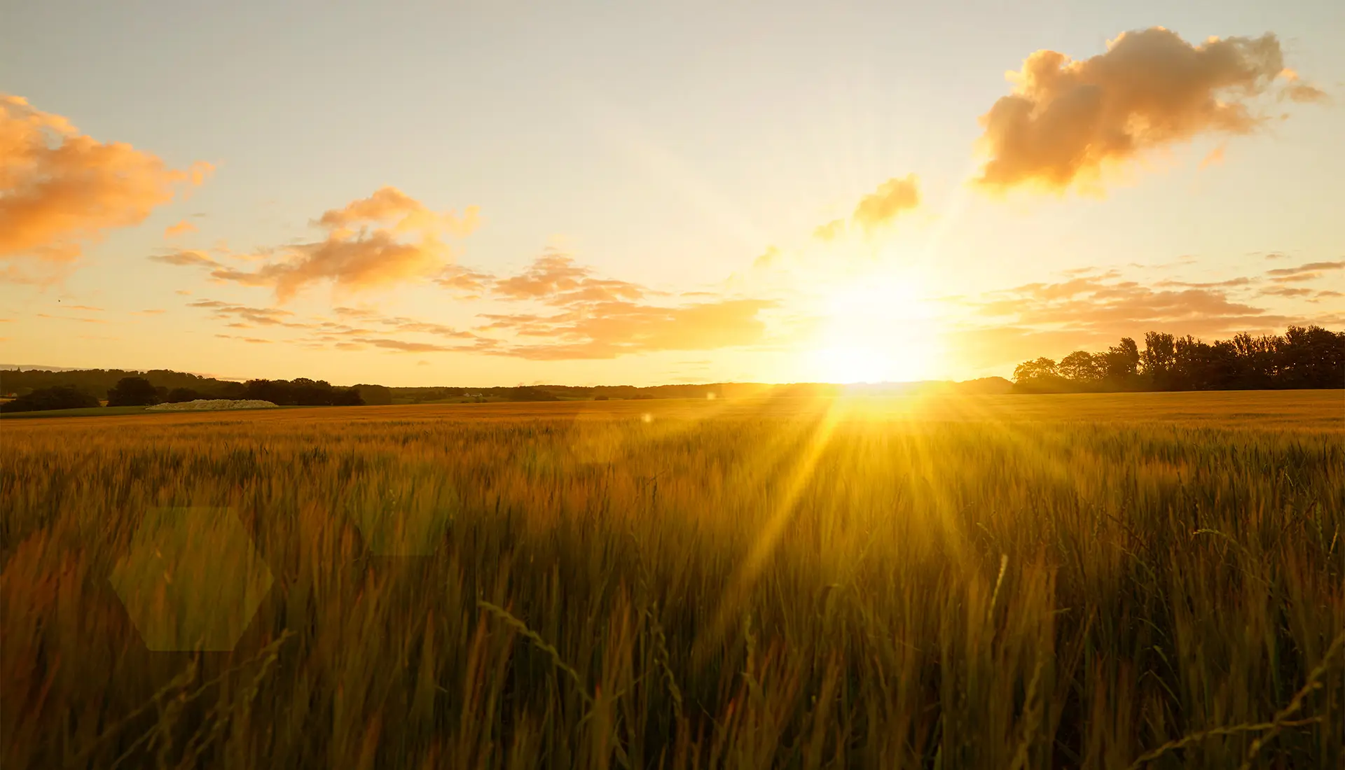 Sonnenaufgang über einem goldenen Weizenfeld, umgeben von sanften Hügeln und einem klaren Himmel.