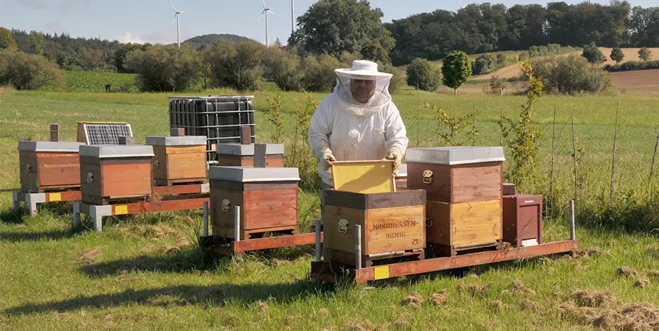 Imker arbeitet in einem Bienenstand mit Holzbeuten auf einer Wiese, Windräder im Hintergrund.