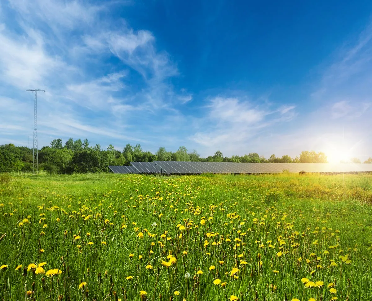 Blühende Wiese mit Löwenzahn im Vordergrund, Solarzellen und bewaldeter Hintergrund unter blauem Himmel und strahlendem Sonnenlicht.