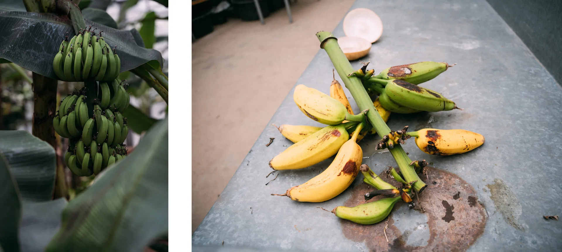 Gruppierung von grünen und reifen gelben Bananen auf einem Tisch neben einer runden Schale.
