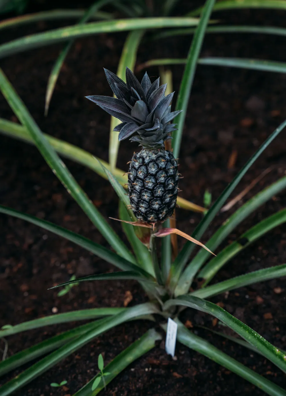 Ein Ananas-Pflanze mit grünen Blättern und einer reifen, dunklen Frucht auf dunkler Erde.