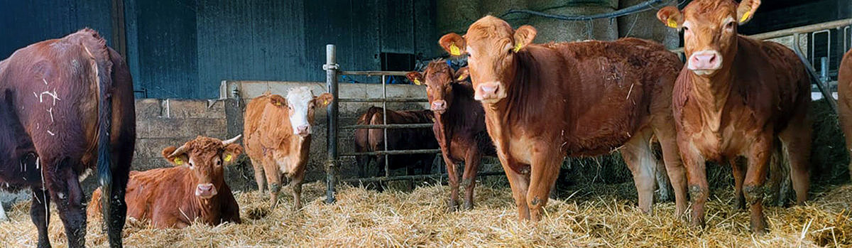 Eine Gruppe von sechs braunen Kühen steht in einem Stall auf Strohboden, umgeben von Heuballen.