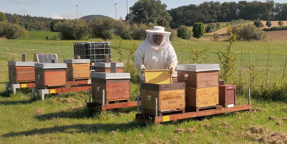 Imker arbeitet in einem Bienenstand mit Holzbeuten auf einer Wiese, Windräder im Hintergrund.