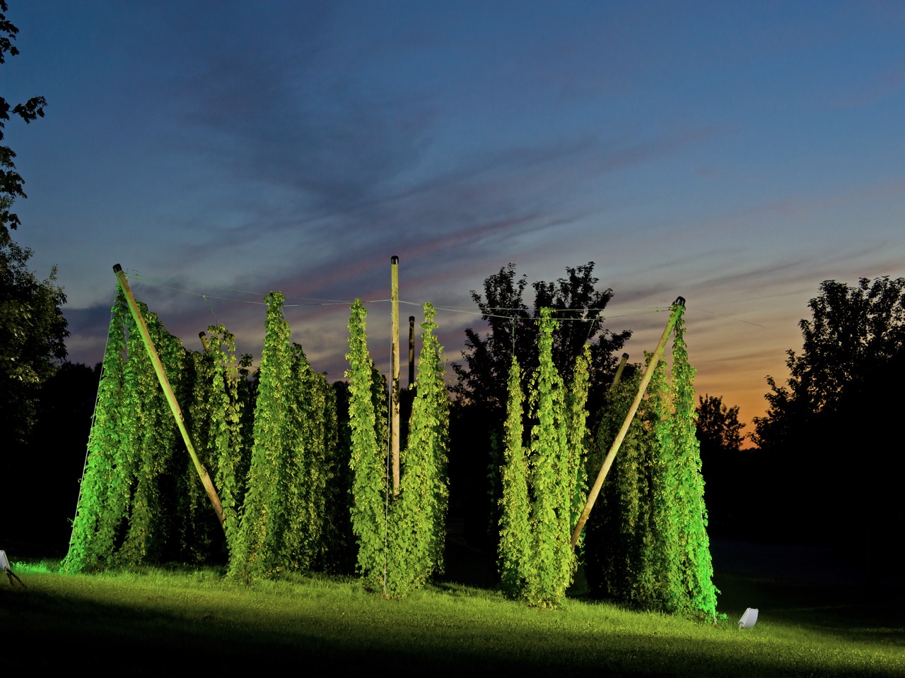 Leuchtende Hopfenpflanzen in einem Garten, umgeben von Bäumen, unter einem Abendhimmel mit sanften Farben.