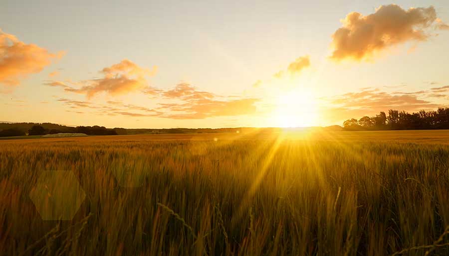 Sonnenuntergang über Weizenfeld