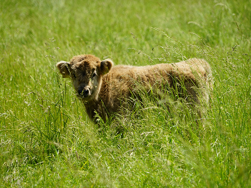 Ein junges, hellbraunes Kalb steht in hohem, grünem Gras und schaut in die Kamera.