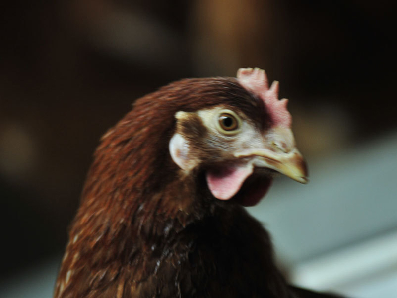 Ein brauner Hahn mit einer auffälligen Kammstruktur und einem neugierigen Blick.