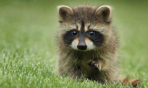 Junger Waschbär sitzt auf grünem Gras und schaut neugierig in die Kamera.