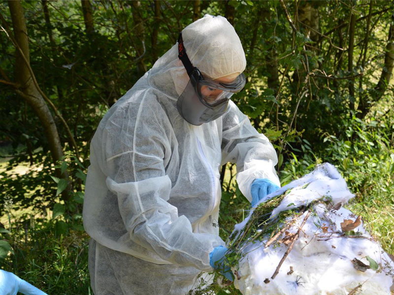 Person in Schutzkleidung und Atemschutzmaske entfernt Pflanzenmaterial aus einer weißen Unterlage im Freien.