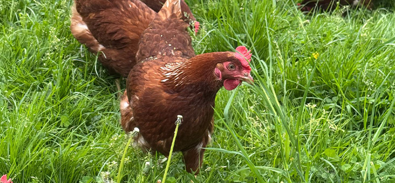 Ein Huhn auf der Wiese