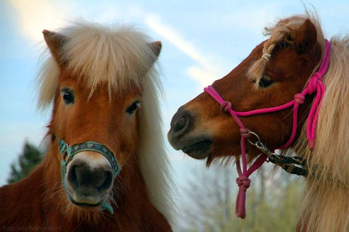 Zwei Ponys mit weichem Fell und bunten Halfter stehen nebeneinander vor einem hellen Himmel.