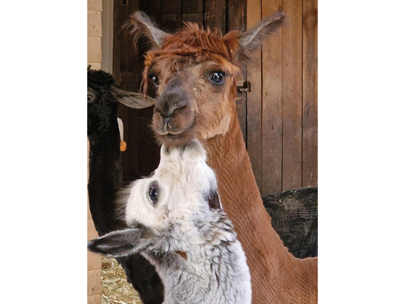 Zwei Alpacas, ein braunes und ein graues, zeigen sich im Stall und kuscheln miteinander.