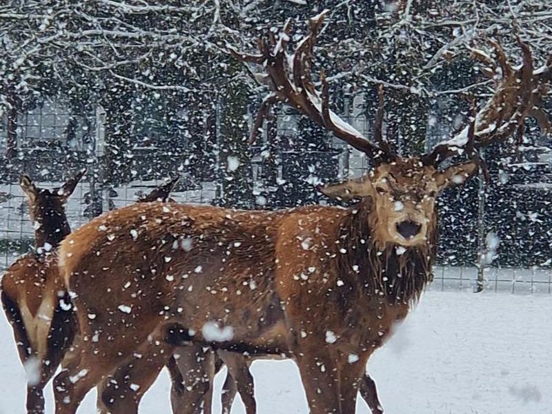 Ein majestätischer Hirsch steht im Schnee, umgeben von weiteren Hirschen, während Schneeflocken fallen.