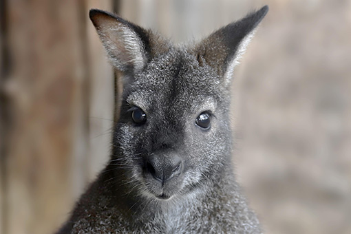 Känguru-Jungtier mit grauem, flauschigem Fell und großen, neugierigen Augen, das direkt in die Kamera schaut.