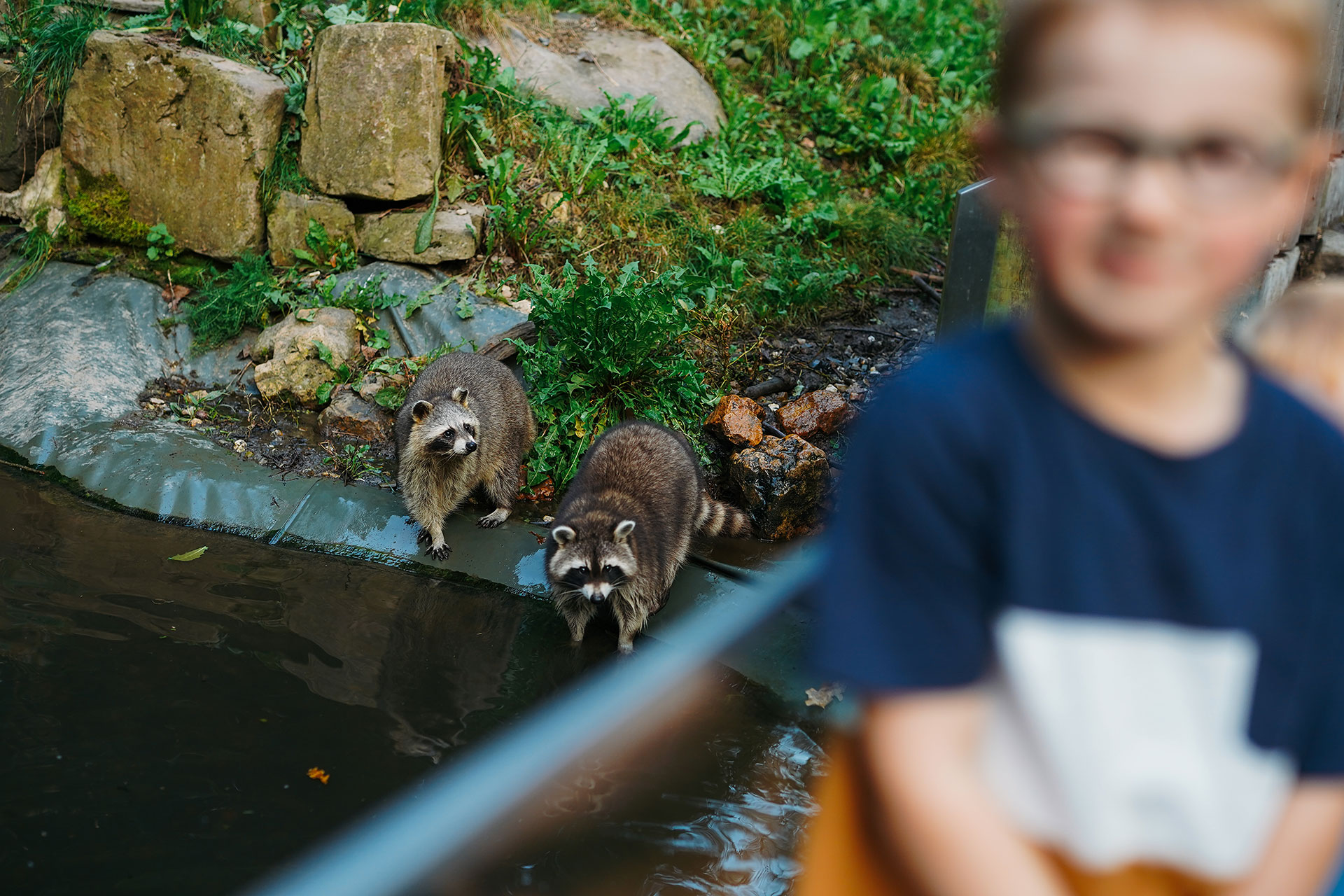 Zwei Waschbären stehen am Ufer eines Teichs, im Hintergrund ist ein unscharfer Junge zu sehen.