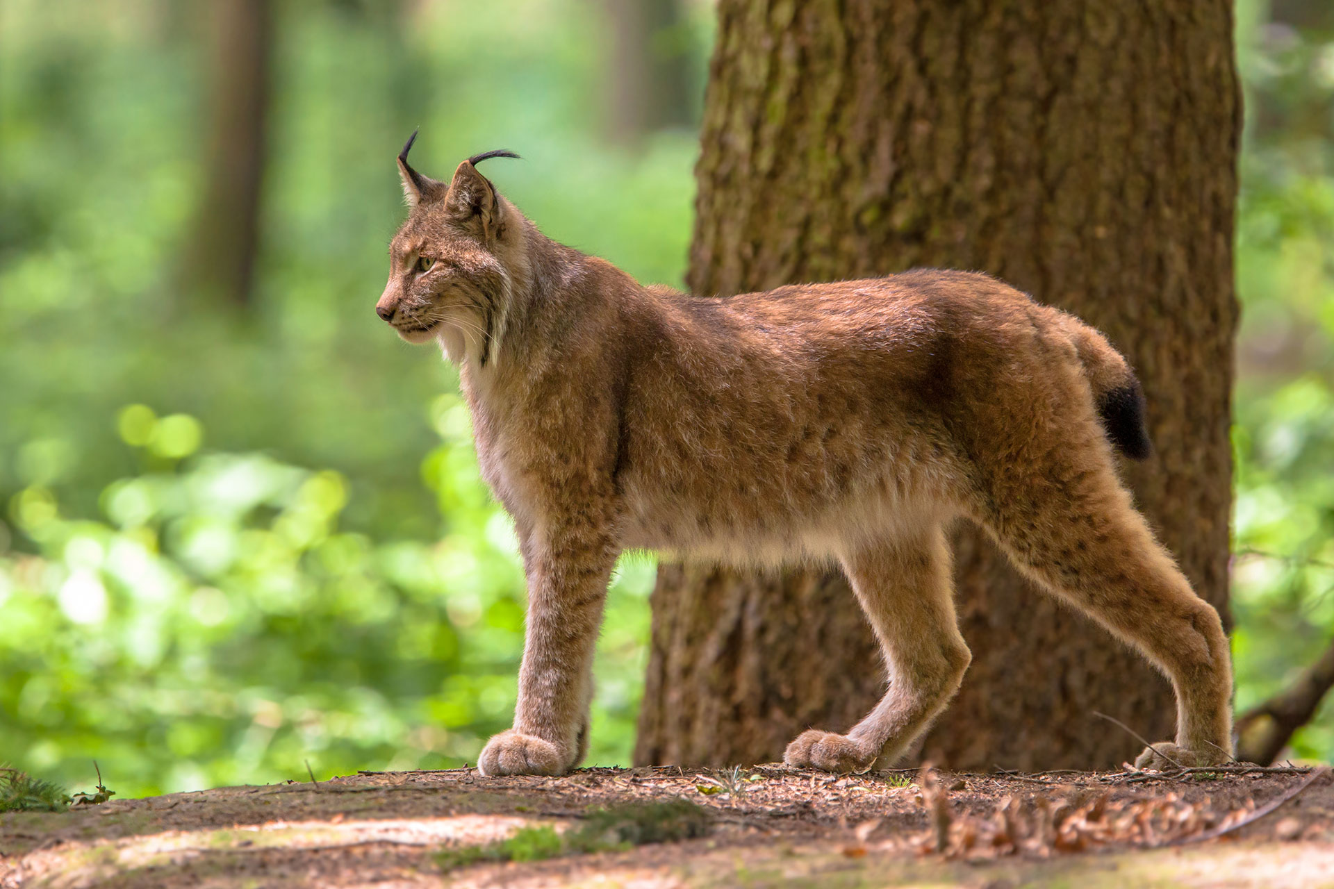 Luchs steht majestätisch in einem Wald mit unscharfem Hintergrund, umgeben von grüner Vegetation und einem Baum im Hintergrund.