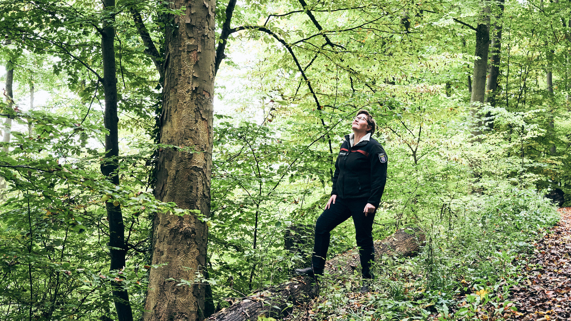 Eine Person steht auf einem Baumstamm im Wald und schaut nach oben zu den Bäumen. Grüne Blätter umgeben sie.