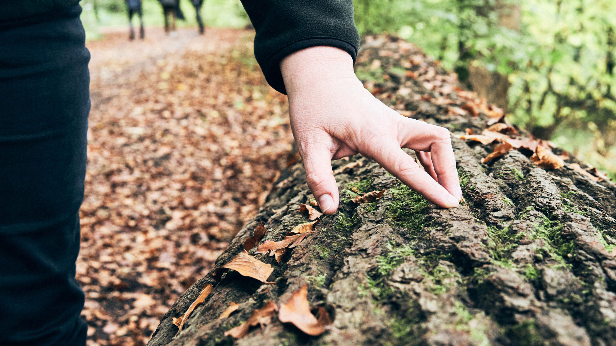 Eine Hand berührt die raue Oberfläche eines Baumstammes, umgeben von herabgefallenen Blättern auf einem Waldweg.