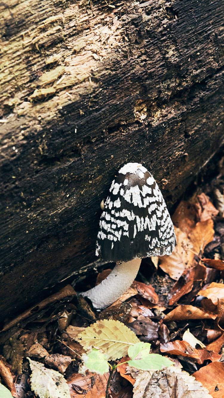 Ein kleiner, brauner Pilz mit weißem Muster steht neben einem Baumstamm, umgeben von Laub.