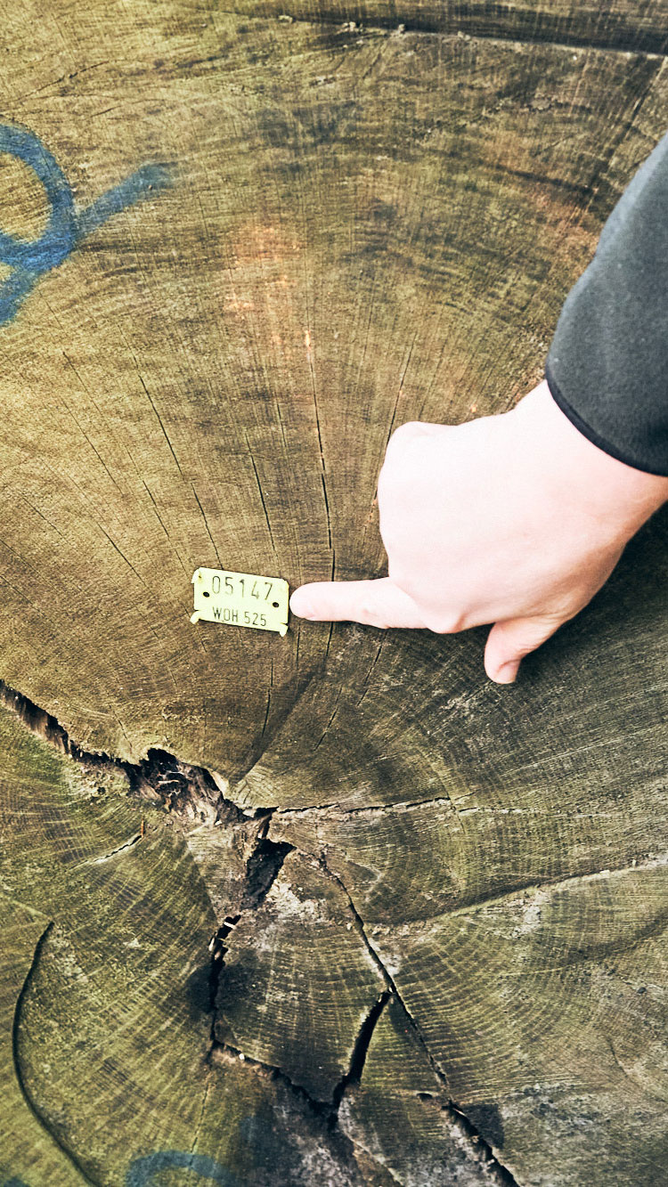 Ein Hand zeigt auf ein gelbes Etikett mit der Nummer 05147 auf einem Baumstamm.