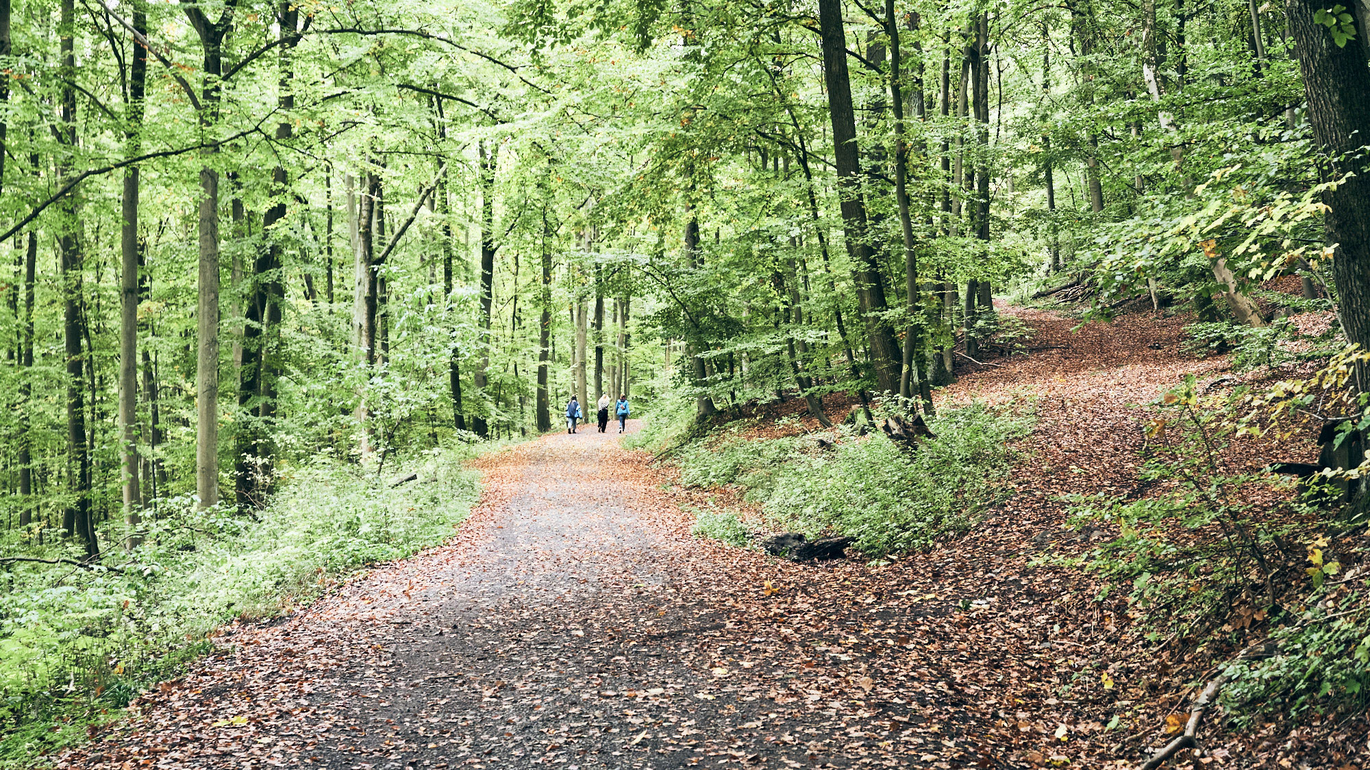 Drei Personen gehen einen schmalen Waldweg, umgeben von grünen Bäumen und herbstlichem Laub.