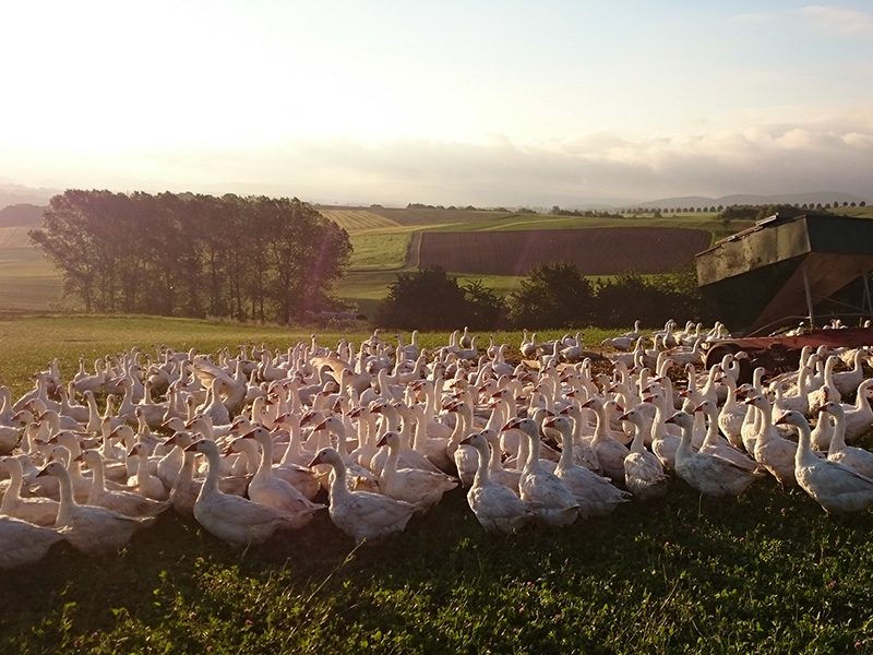 Alt-Tag: Gruppen von Weiden auf einer Wiese, umgeben von malerischer Landschaft und sanften Hügeln im Sonnenlicht.