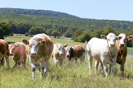 Gruppe von Kühen auf einer Wiese, umgeben von grünen Bäumen und einem klaren Himmel.