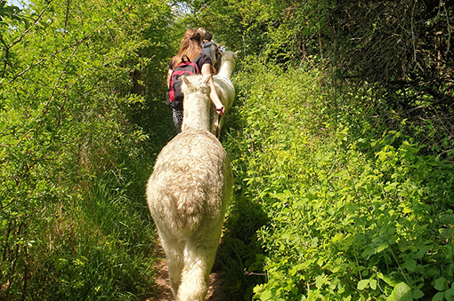 Eine Person mit Rucksack führt ein Lama auf einem schmalen Pfad durch grünes, üppiges Gelände.