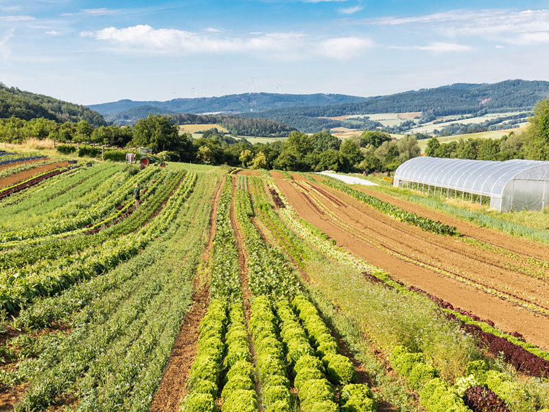 Landschaft mit grünen Gemüsefeldern, Hügeln im Hintergrund und einem Gewächshaus.