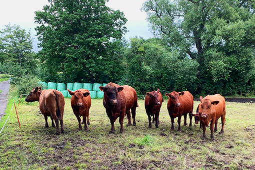 Sechs rötliche Kühe stehen auf einer Wiese, umgeben von Bäumen und Heuballen.
