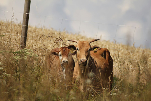 Zwei braune Kühe stehen in einem Feld mit hohem Gras und Blick auf die Kamera, im Hintergrund eine Weidezaun.