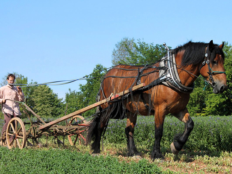 Mann pflügt ein Feld mit einem Pferd und einer Holzkarre unter blauem Himmel und Bäumen im Hintergrund.